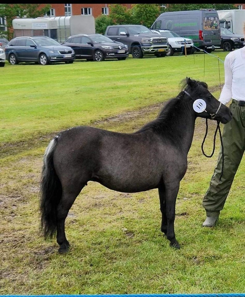 Amerikansk miniaturehest, hoppe, 17 år