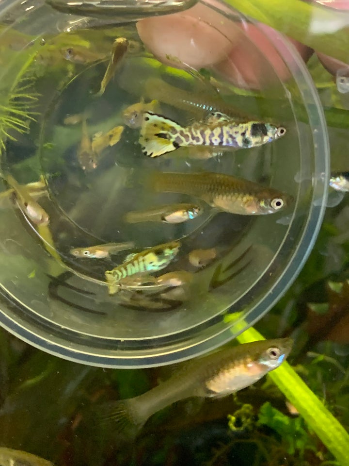 Tiger Endlers guppy, 16 stk.