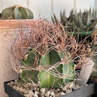 Kaktus, Astrophytum capricorne senile