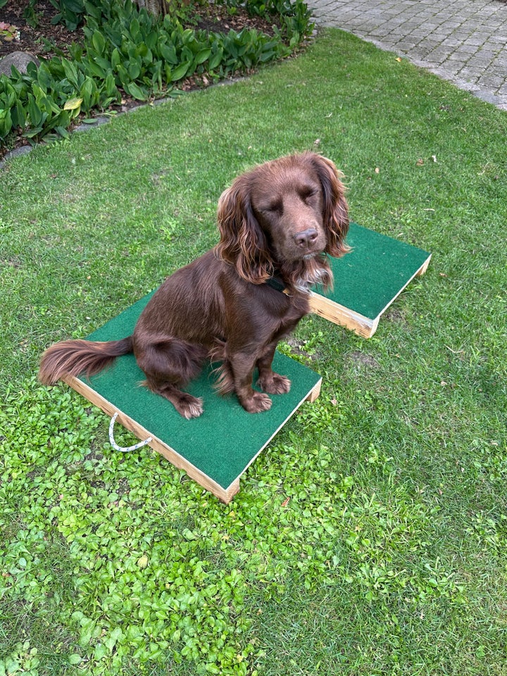 Place board, hund, 8 uger