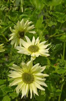 Solsikke Italian Green Heart * 1352, frø, Helianthus annuus, Smukke cremede gule blomster med usædva