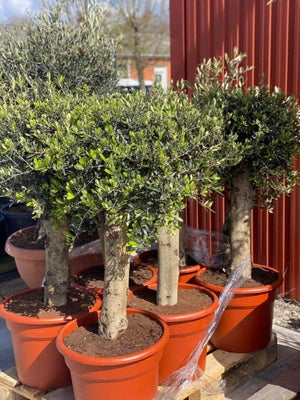 Oliventræ, 150-170 cm oliventræer med robust stamme. Stk. pris 1.600 kr. og 2 for 3.000 kr. 