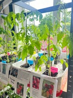 De sidste tomatplanter af 20 sorter, Andre spiselige