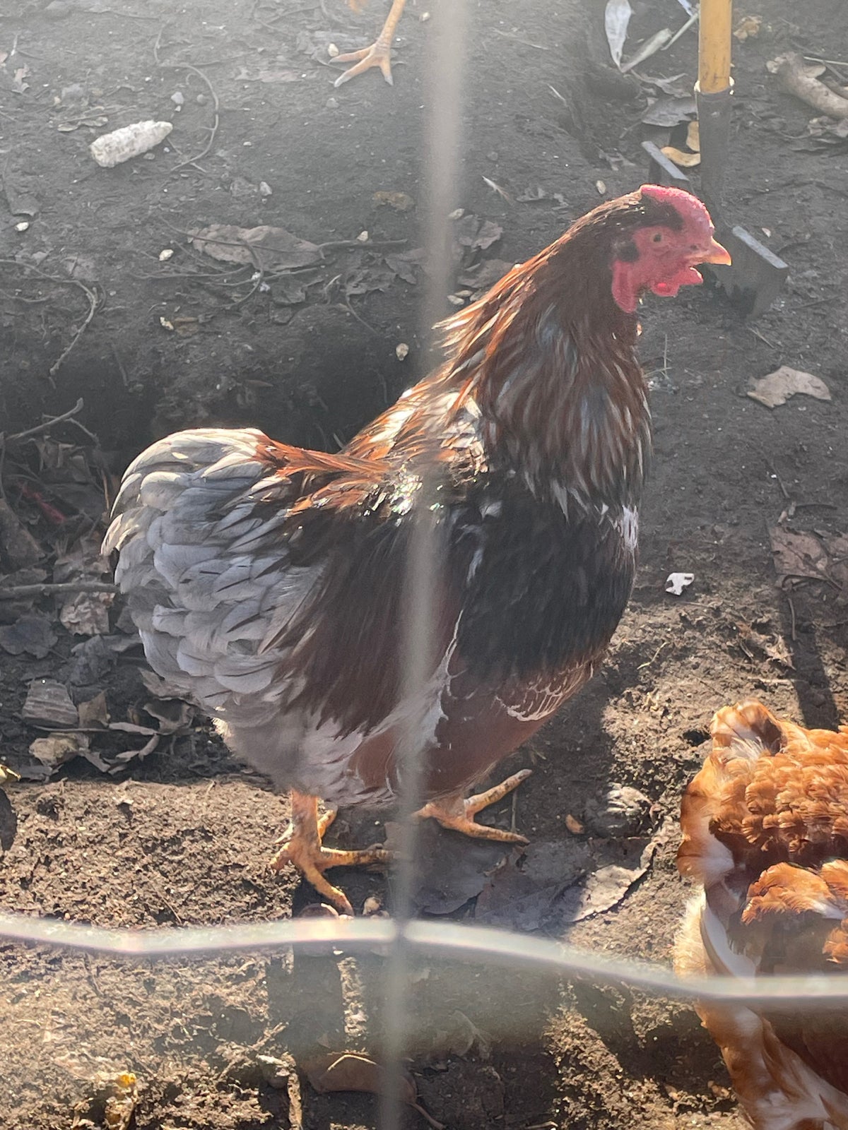 Blue Laced Gold Brahma Rooster