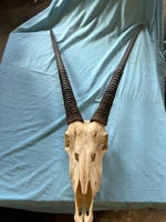 Jagttrofæ, Oryx