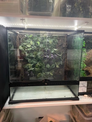 Terrarium, b: 60 d: 45 h: 60, Exo Terra terrarie 60x45x60 cm

Med falske planter og korkplade på bag