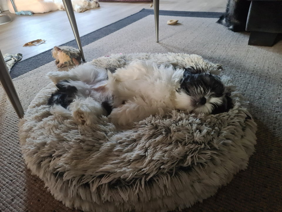 Shih tzu, hvalpe, 12 uger