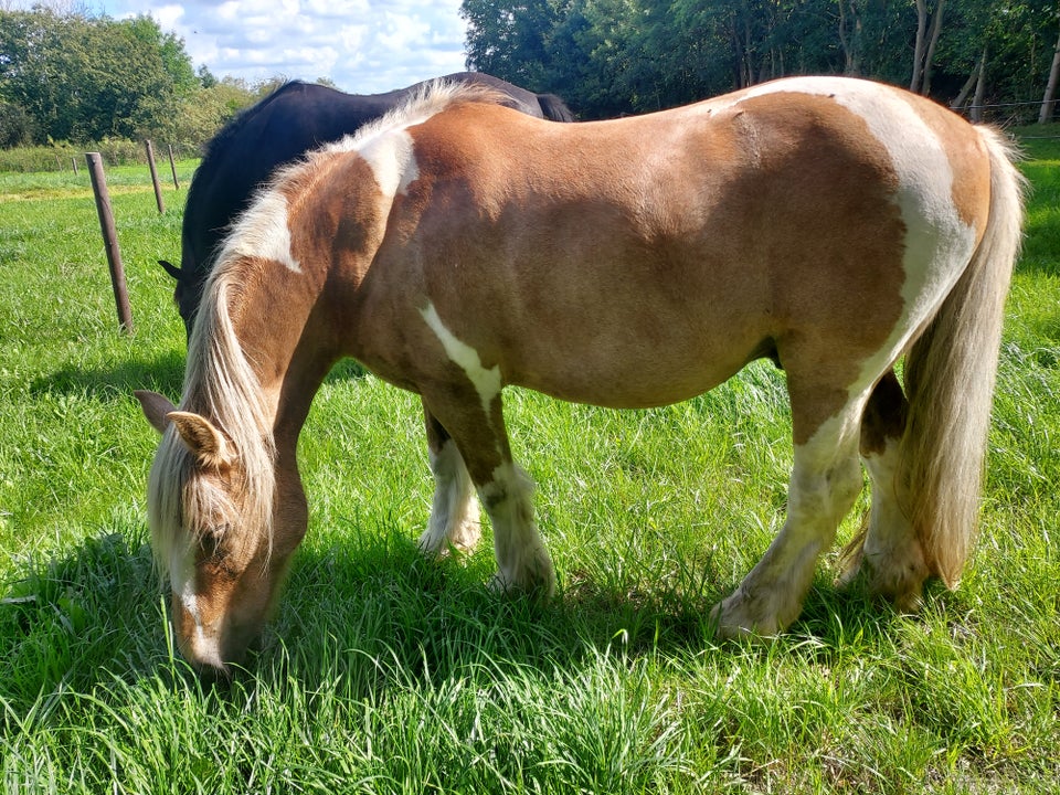 Irish Cob, vallak, 14 år