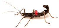 Andet krybdyr, Black Beauty Stick Insect