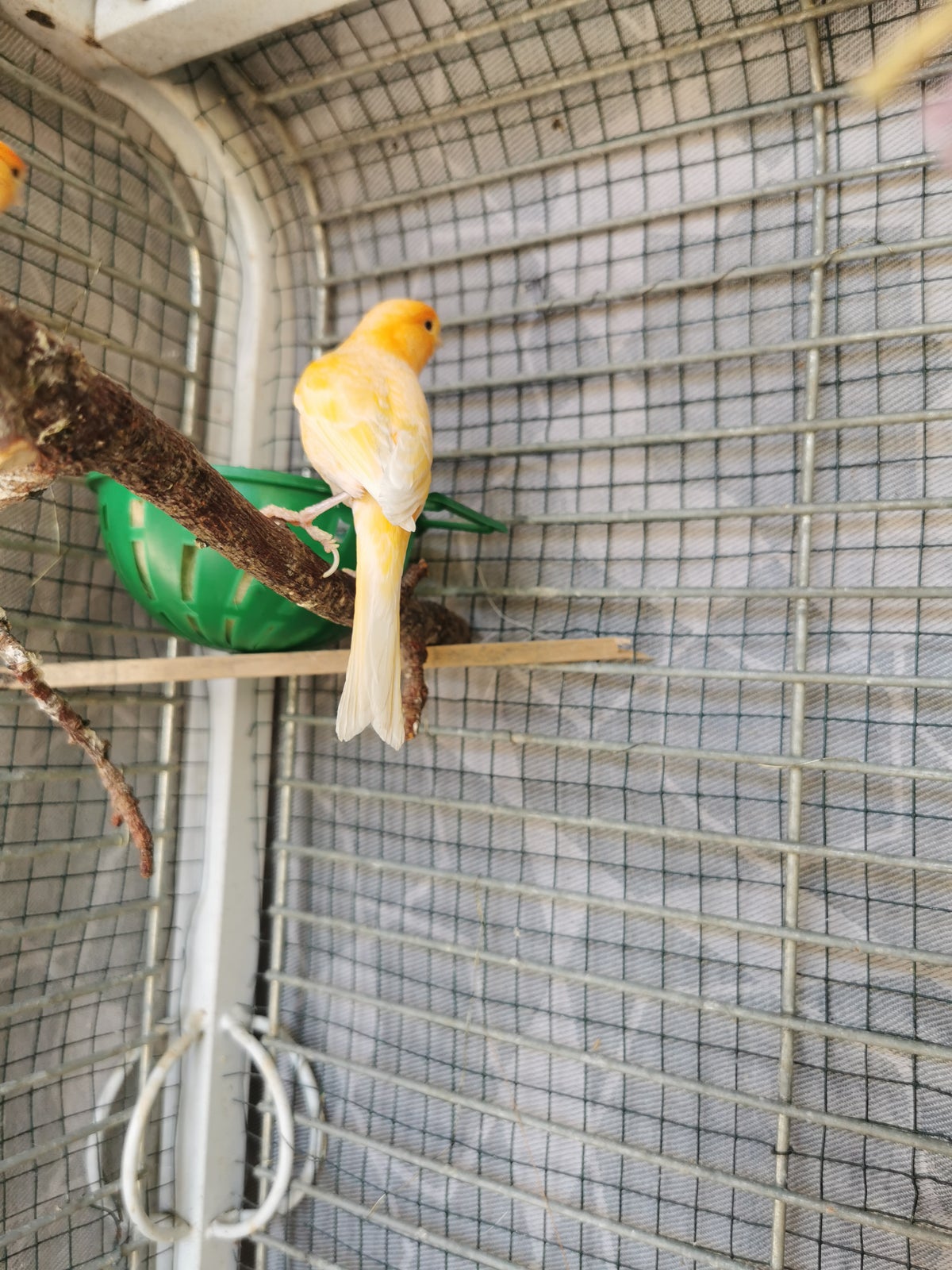 Kanariefugl, Canary, 1 år
