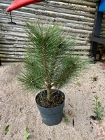 Østrigsk fyr (Pinus Nigra) 50-80cm