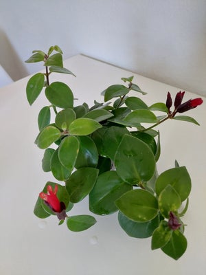 stueplante, Ampelfakkel, Lipstick plant

Super flot stueplante som får røde blomster. Plastikpotte m