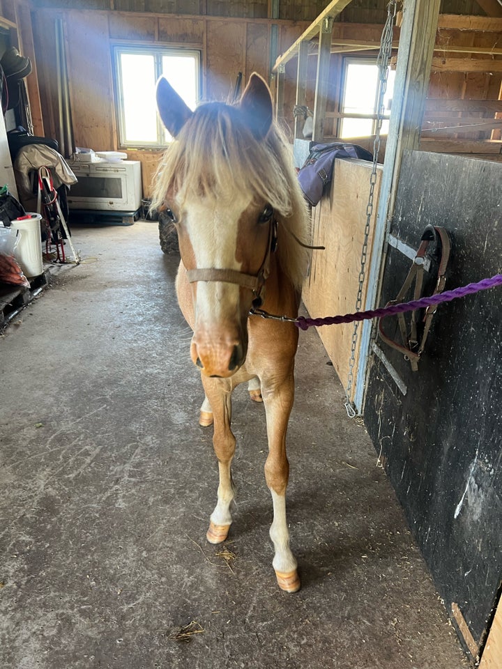 Welsh pony og Cob, hoppe, 1 år