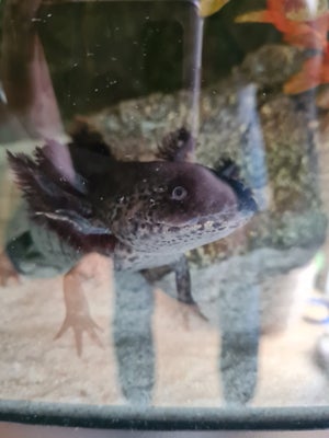 Axolotl, 3 stk., 3 stk..axolotl sælges. Ca..30 cm. Ca. 3 år gamle. Lyserød, orange og sort. Skriv fo