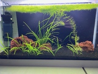 Akvarium, 24 liter, b: 50 d: 16 h: 30, Rejeakvarie 24 L
Rejeakvarium 24 Liter L 50 cm x H 30 cm x 16