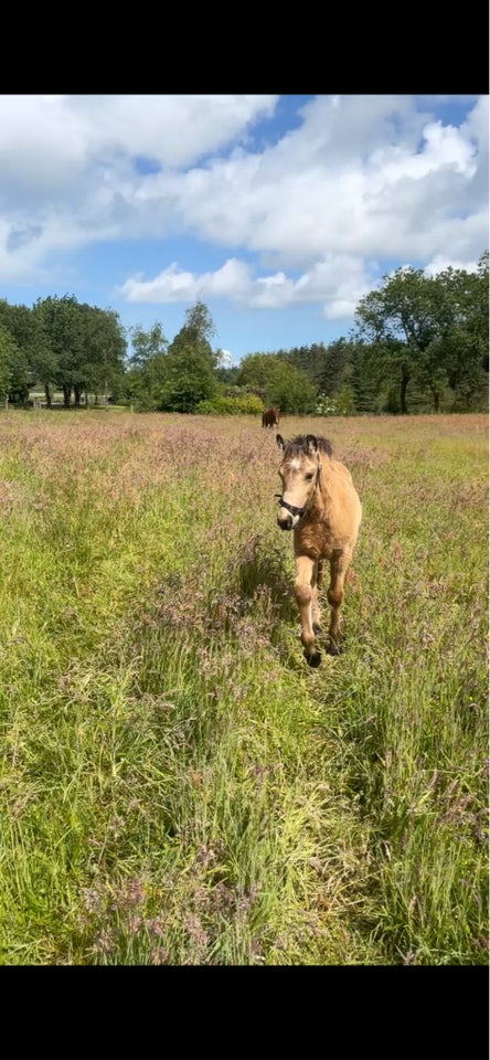 Anden race, vallak, 0 år