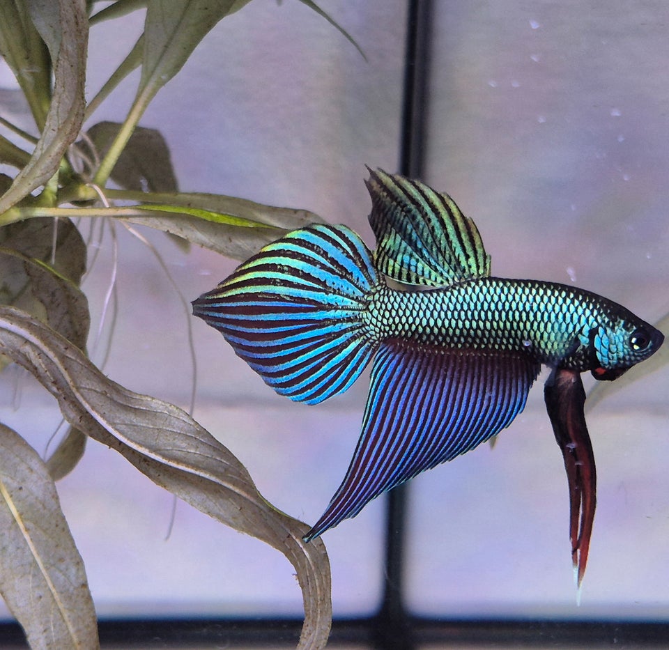 Betta Smaragdina, 1 stk.