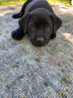 Labrador , hvalpe, 7 uger