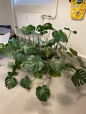 Plante, Monstrea, Stor, smuk og sund Monstrea plante.

Tilhørende grå potte.

Kan afhentes på Østerb