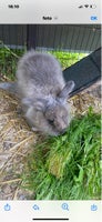 Kanin, Langhåret, 1 år