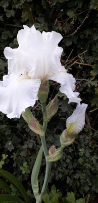 Iris, Iris germanica, Hvid iris. Heirloom med store velduftende blomster 