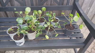 Grøn plante, Pilea Peperomioides, elefantøre, kinesisk pengeplante, venskabsplante
Afhentes I Korsør