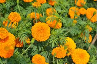 Fløjlsblomst Titania *1704, frø, Tagetes erecta