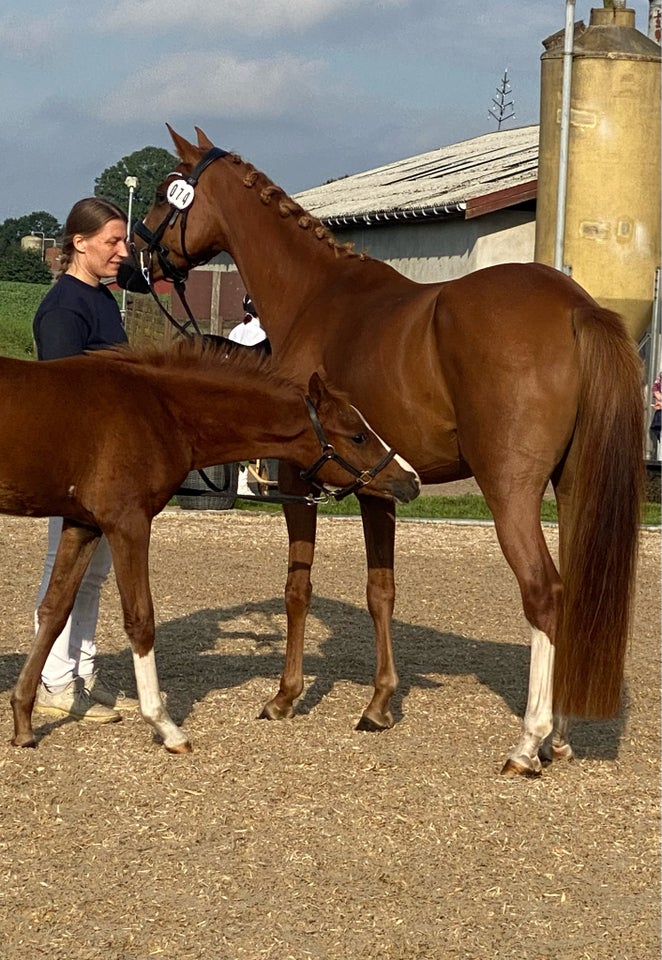 Dansk Sports Pony (DSP), hoppe, 5 år