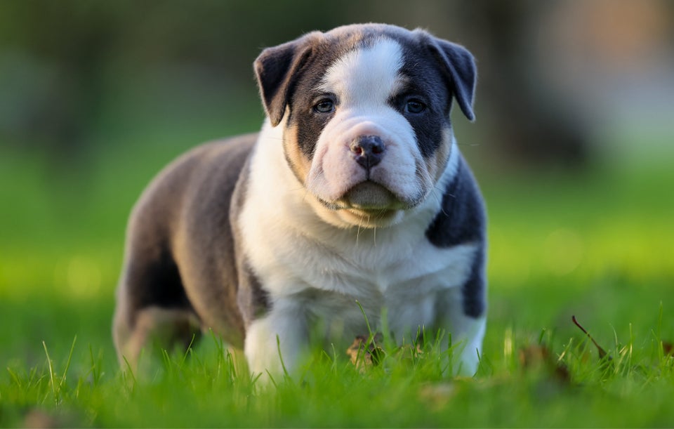 American Bully