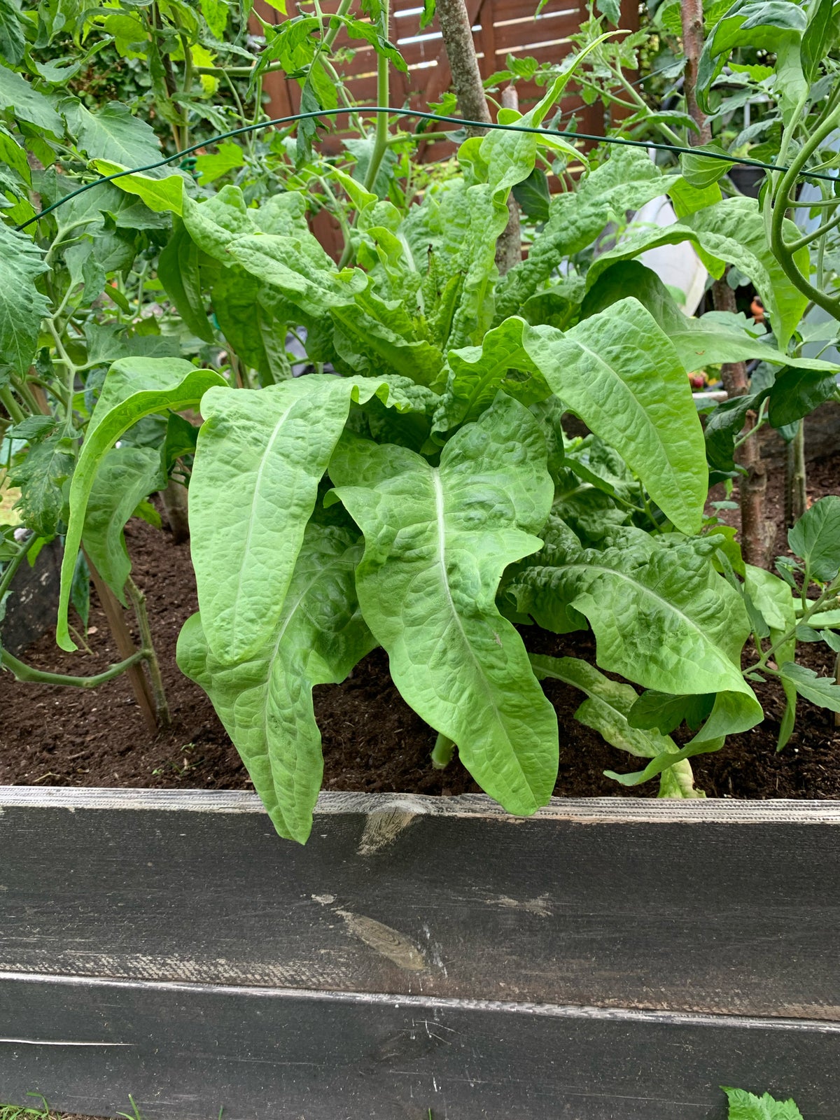 Sunde frø af ASPARGES--SALAT, Salat der ikke røre jorden