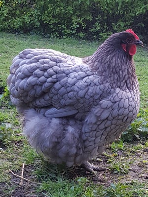 Høns, 3 stk., 3 stk grå Orpington høner sælges. 2 år gamle.
Sælges samlet.
