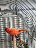 Kanariefugl, Rød og hvid i farve, 2 år