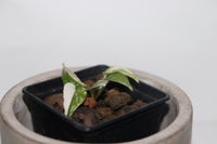 epipremnum pinnatum variegata, epipremnum Philodendron