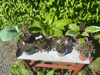 Hosta/Funkia, bispehue, bregner mm., Sunde planter fra egen have, hostaerne er delt sidste år med et