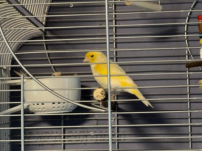 Kanariefugl, 1 år, et han gulmosaik og hvid hun 