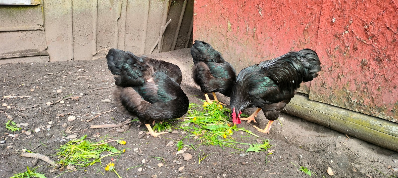 Kyllinger, 17 stk.