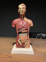Anatomisk figur med organer , Andet
