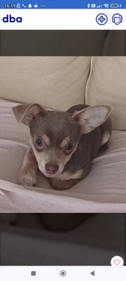 Chihuahua mix , hund, 2 år, Dværg pincher / chihuahua
Legesyg, energi bombe , hvalpet , nuttet, flot