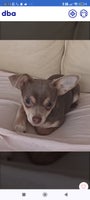 Chihuahua mix , hund, 2 år