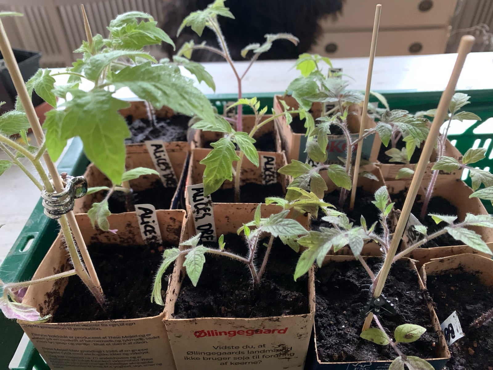 Tomatplante , Bøftomat