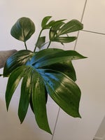 Philodendron, Dragon Tail