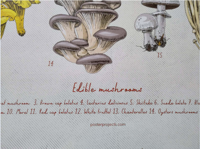 Plakat, Poster Projects, motiv: Edible Mushrooms