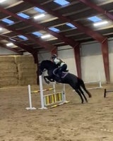 Welsh pony og Cob, hoppe, 8 år