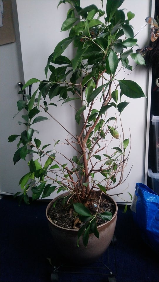 plant smukke plant høj er 110 cm