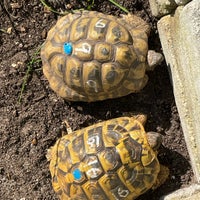 Skildpadde, Græske skildpadder