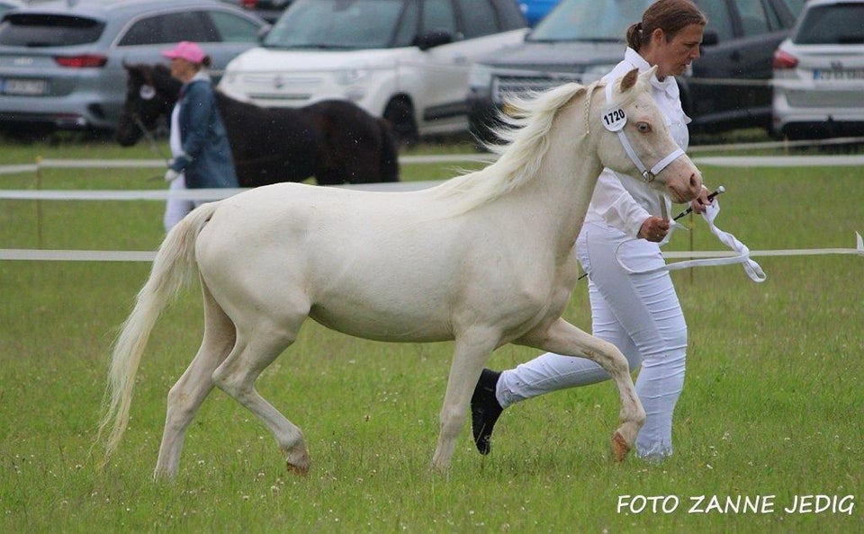 Welsh pony og Cob, hoppe, 2 år