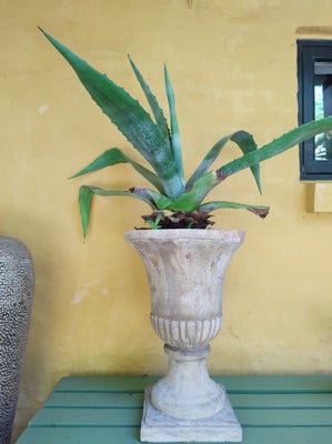 Agave i flot krukke, Agave americana, Agave kaktus med siddeskud, i flot terracotta krukke.