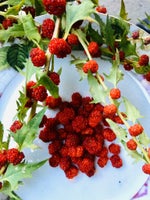 Sunde frø af Jordbær-spinat, Spiselige bær & blade