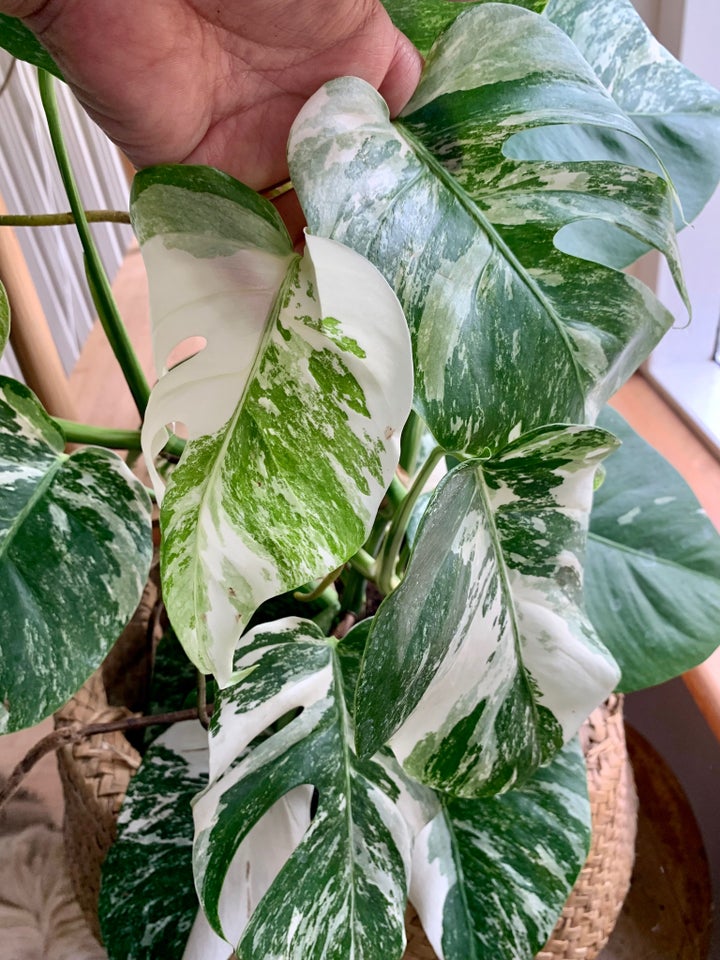 Stueplante, Monstera Albo Variegata