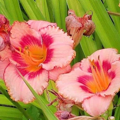 Stauder, Dagliljer Iris, 40 kr plante.
Ved køb af alle 7, koster det 250 kr + Gratis andre planter, 